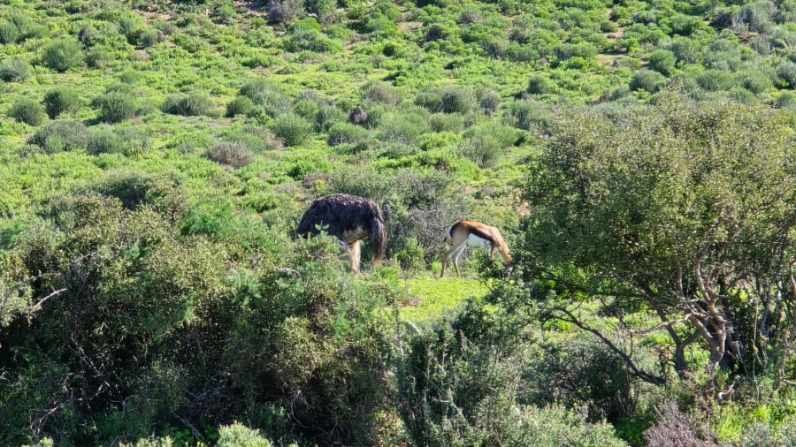 Commercial Property for Sale in Oudtshoorn Rural Western Cape